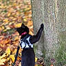 Oreo is registered to the contest to win money with this photo: cat, black_cat, tree, autumn_leaves, leash, harness, outdoor, nature, fall, curious, pet, animal, mammal, closeup, side_view, paw, trunk, colorful, seasonal, blurred_background