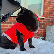 Oreo joined the competition — help win amazing prizes! animal, black_cat, brick_wall, cat, cold_weather, curious, daylight, domestic_animal, feline, fur, outdoor, pet, red_jacket, side_view, sitting, snow, snowy_surface, window, winter, winter_clothing