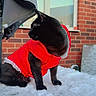 black_cat, cat, snow, red_jacket, winter_clothing, outdoor, brick_wall, window, curious, pet, animal, feline, cold_weather, sitting, side_view, snowy_surface, fur, domestic_animal, winter, daylight