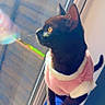 Oreo joined the competition — help win amazing prizes! cat, black_cat, pink_sweater, window, sunlight, golden_eyes, whiskers, blue_armrest, indoor, pet, feline, cozy, curious, side_view, domestic_animal, animal, looking_out, sunny, relaxed, cute