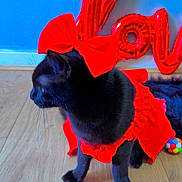 Oreo joined the competition — help win amazing prizes! cat, black_cat, red_dress, red_bow, balloon, love_balloon, blue_wall, wooden_floor, pet, animal, indoor, cute, costume, feline, celebration, decor, playful, colorful, portrait, domestic_animal