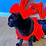 cat, black_cat, red_dress, red_bow, balloon, love_balloon, blue_wall, wooden_floor, pet, animal, indoor, cute, costume, feline, celebration, decor, playful, colorful, portrait, domestic_animal