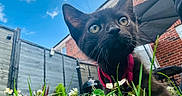 Oreo is registered to the contest to win money with this photo: black_cat, kitten, collar, grass, flowers, outdoor, sky, clouds, fence, brick_house, whiskers, curious, close_up, pet, animal, nature, daylight, backyard, young_cat, playful