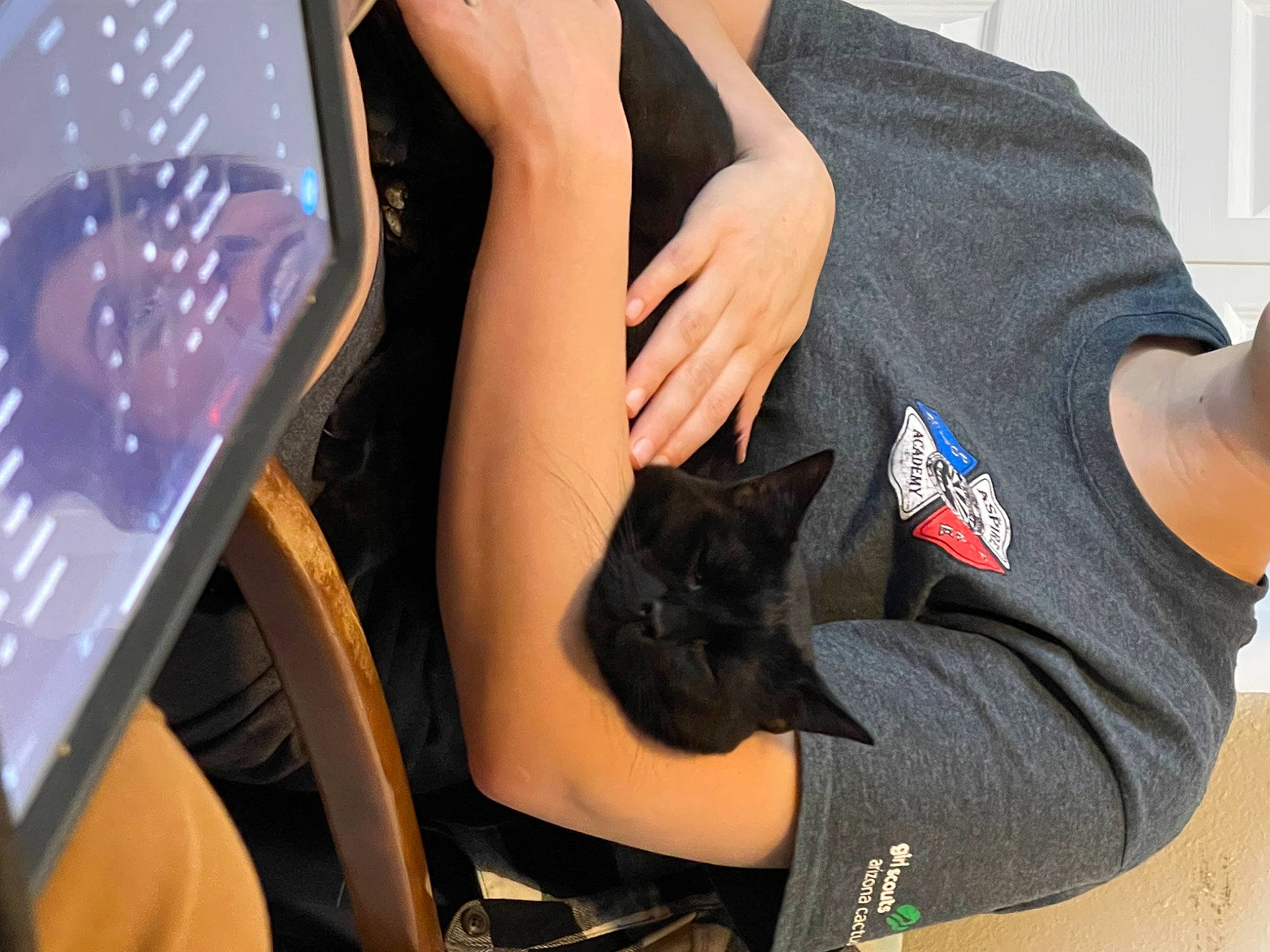 Kingsley joined the competition — help win amazing prizes! carnivore, cat, comfort, denim, elbow, electric_blue, eyewear, fashion, felidae, finger, gesture, hand, hood, human_leg, knee, long_hair, nail, small_to_medium_sized_cats, thigh, wrist