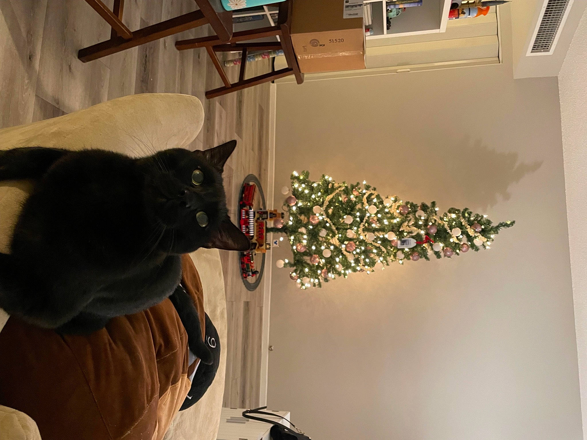 Kingsley joined the competition — help win amazing prizes! art, carnivore, cat, christmas_tree, comfort, curtain, event, felidae, flooring, hardwood, house, interior_design, plant, room, shelf, shelving, small_to_medium_sized_cats, table, tree, wood