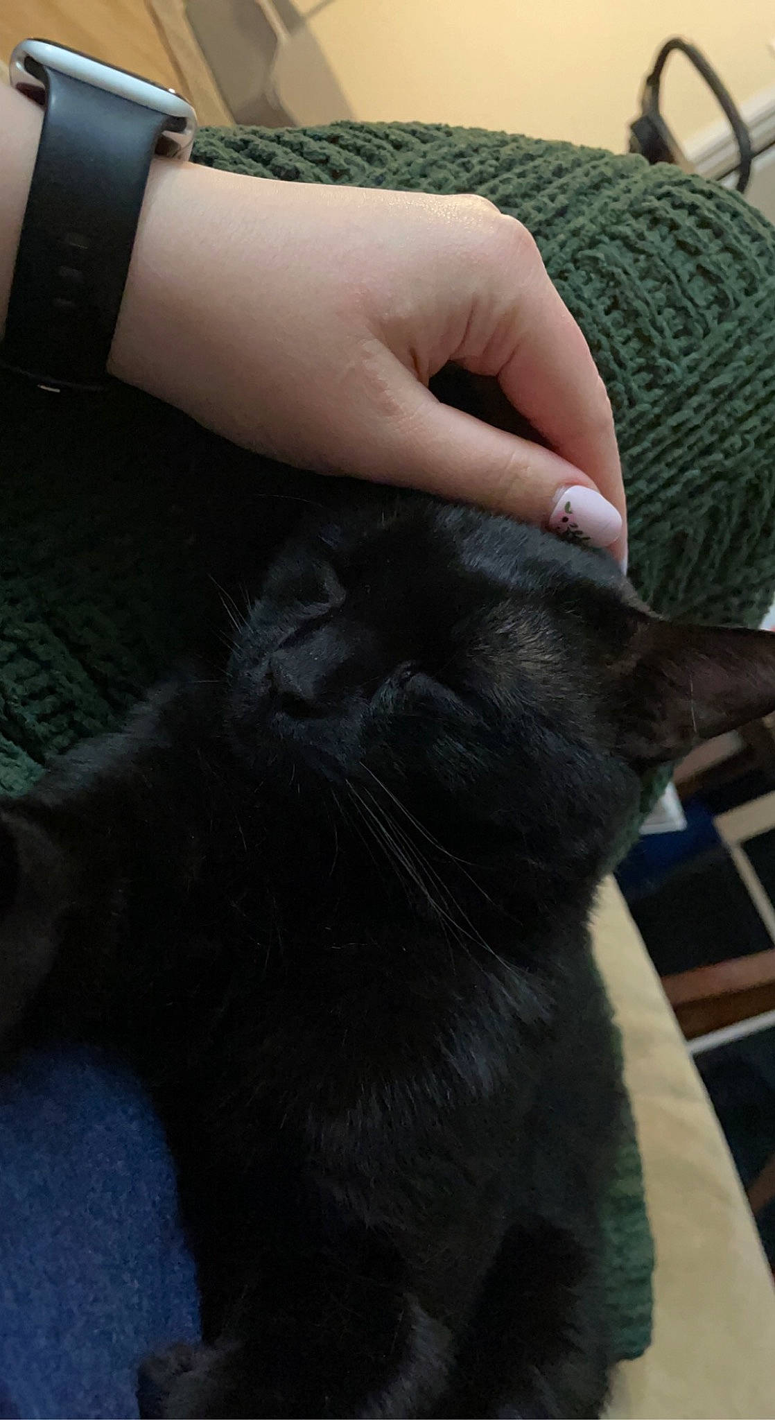 Kingsley joined the competition — help win amazing prizes! carnivore, cat, claw, comfort, domestic_short_haired_cat, felidae, finger, foot, fur, gesture, grey, hand, human_leg, nail, small_to_medium_sized_cats, tail, thumb, vertebrate, whiskers, wrist