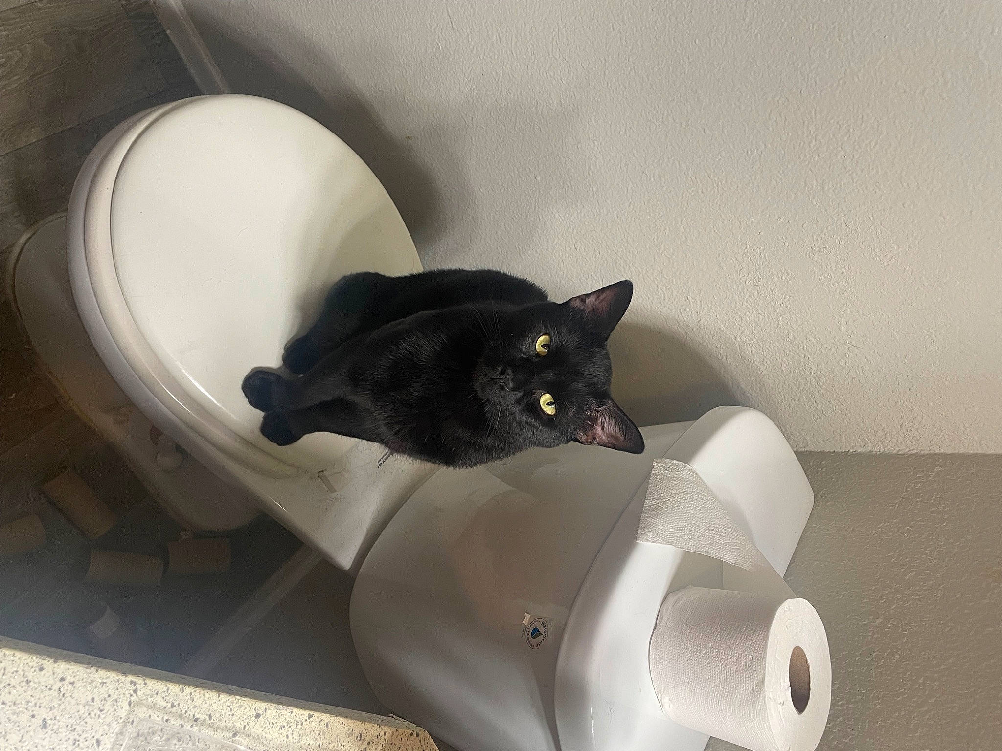 Kingsley is registered to the contest to win money with this photo: auto_part, automotive_exhaust, automotive_tire, black_cat, bombay, carnivore, cat, cat_supply, ceramic, comfort, cylinder, domestic_short_haired_cat, felidae, fender, grey, metal, paper_towel, small_to_medium_sized_cats, tail, whiskers