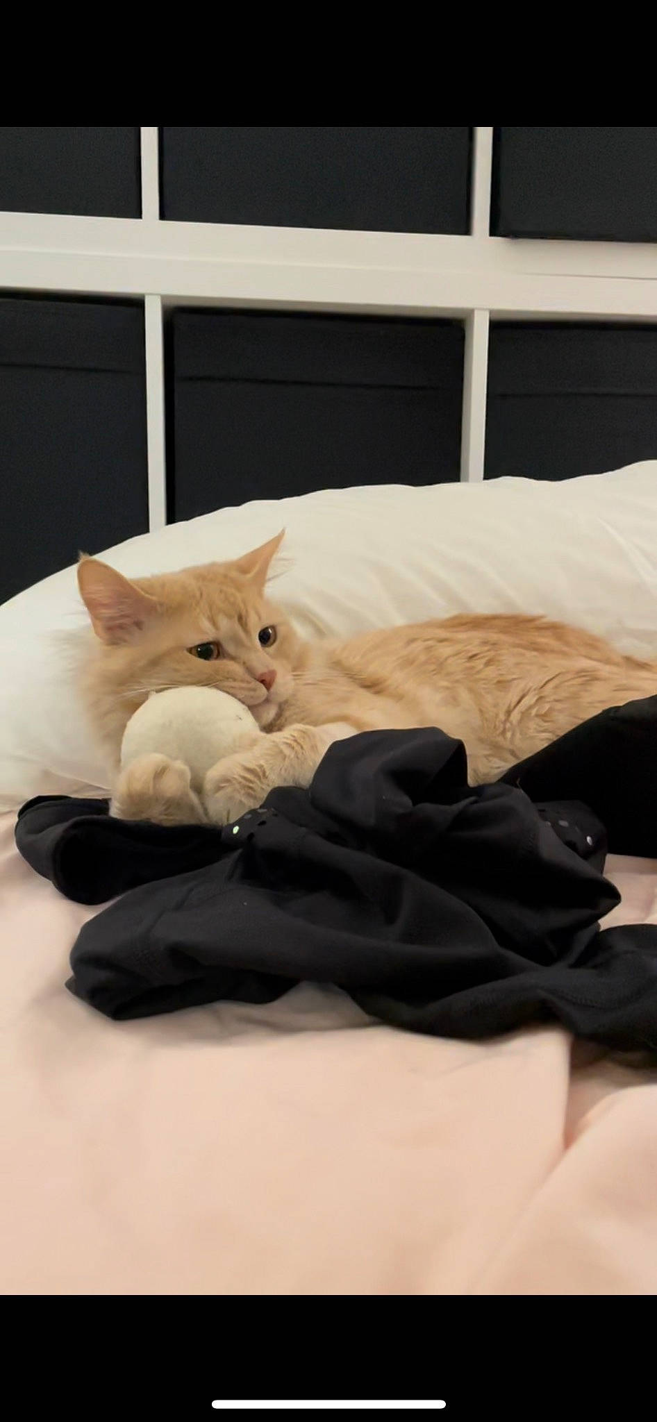 Tonks is registered to the contest to win money with this photo: bed, bed_sheet, bedding, bedroom, carnivore, cat, comfort, domestic_short_haired_cat, duvet, fawn, felidae, fur, grey, linens, paw, small_to_medium_sized_cats, tail, textile, whiskers, wood