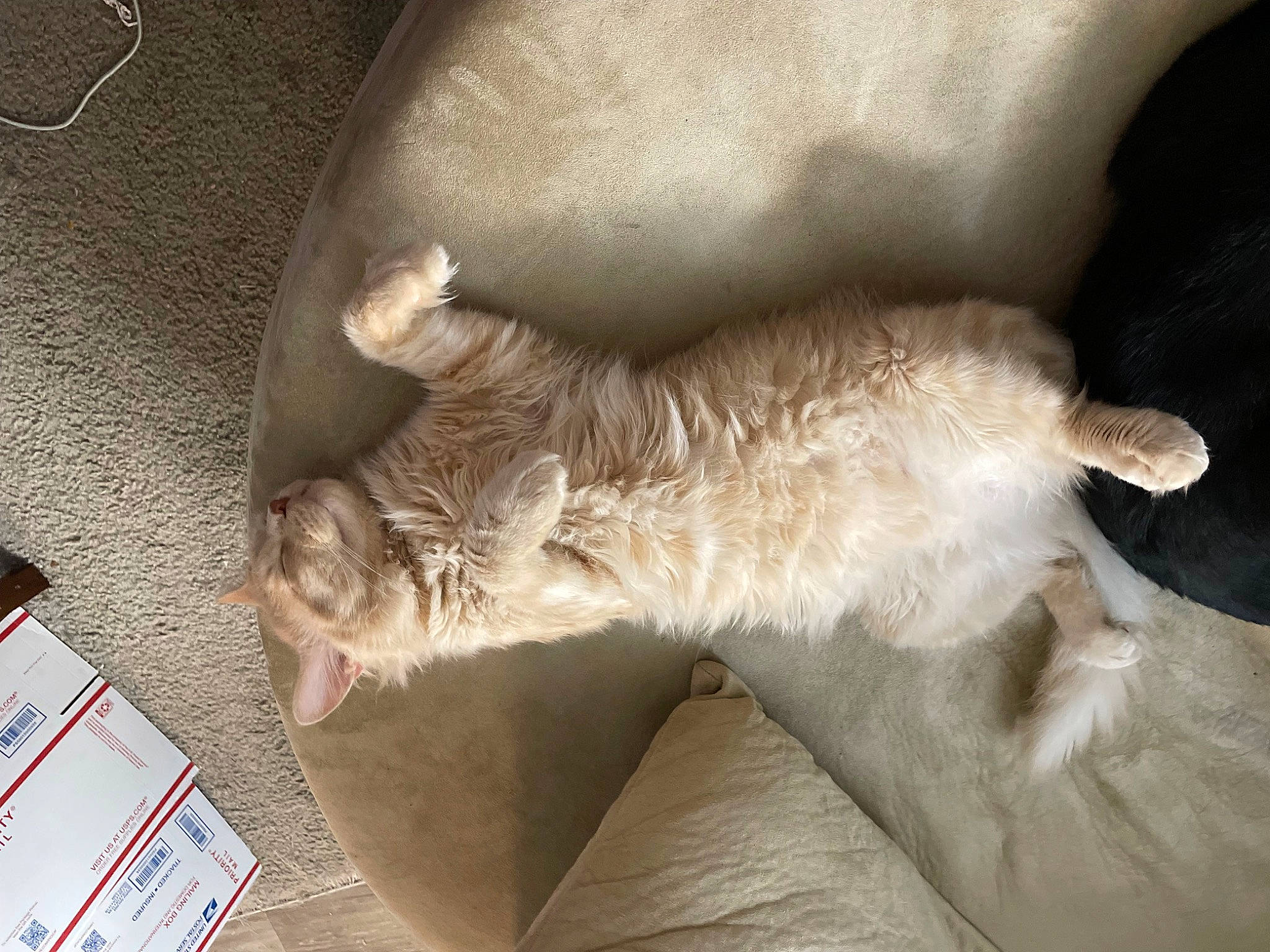 Tonks is registered to the contest to win money with this photo: canidae, carnivore, cat, claw, comfort, domestic_short_haired_cat, fawn, felidae, foot, fur, human_leg, linens, nap, paw, sleep, small_to_medium_sized_cats, snout, tail, terrestrial_animal, whiskers