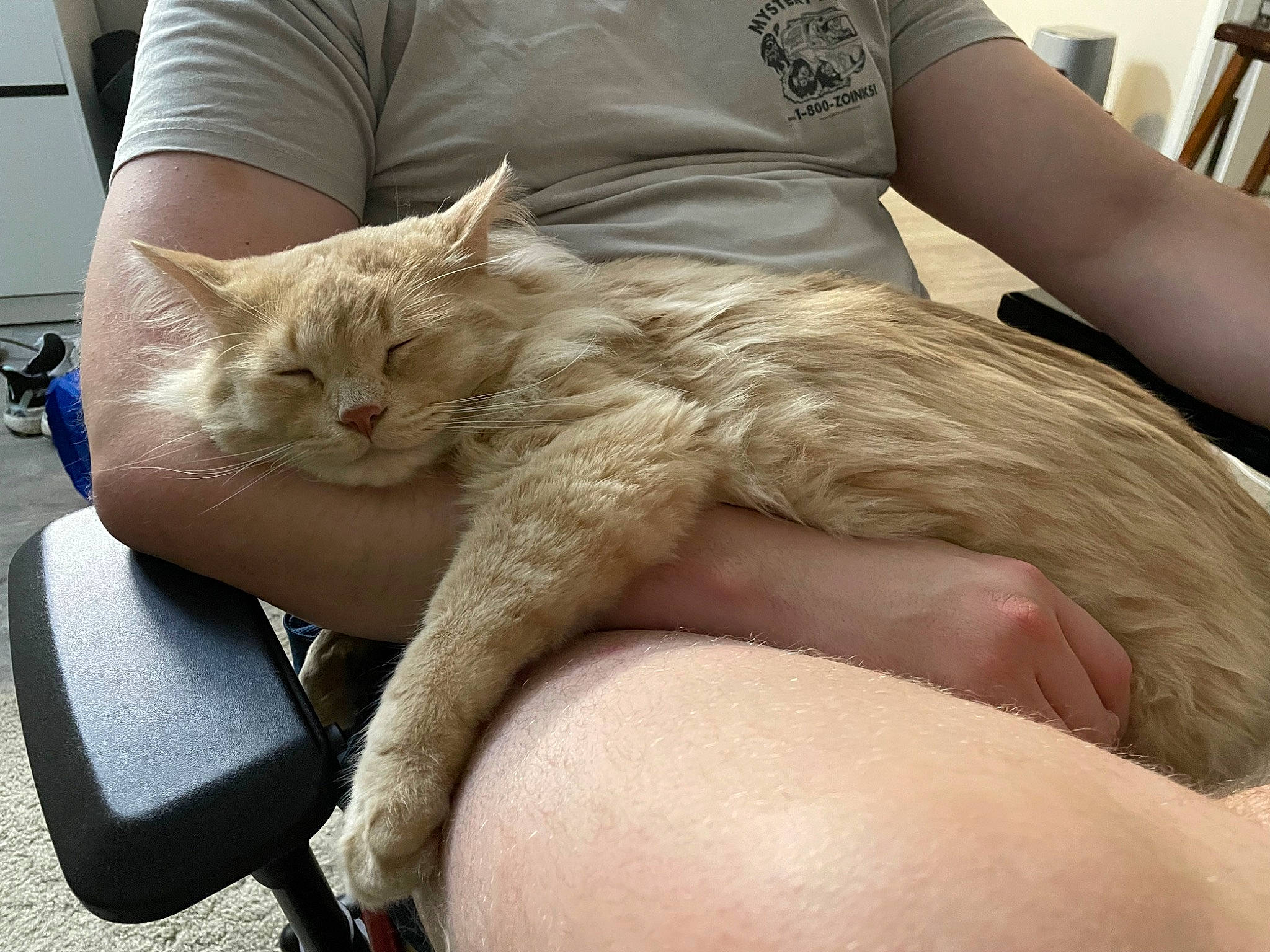 Tonks is registered to the contest to win money with this photo: abdomen, carnivore, cat, chair, claw, comfort, domestic_short_haired_cat, elbow, felidae, fur, gesture, human_leg, lap, nail, paw, sitting, small_to_medium_sized_cats, thigh, whiskers, wrist