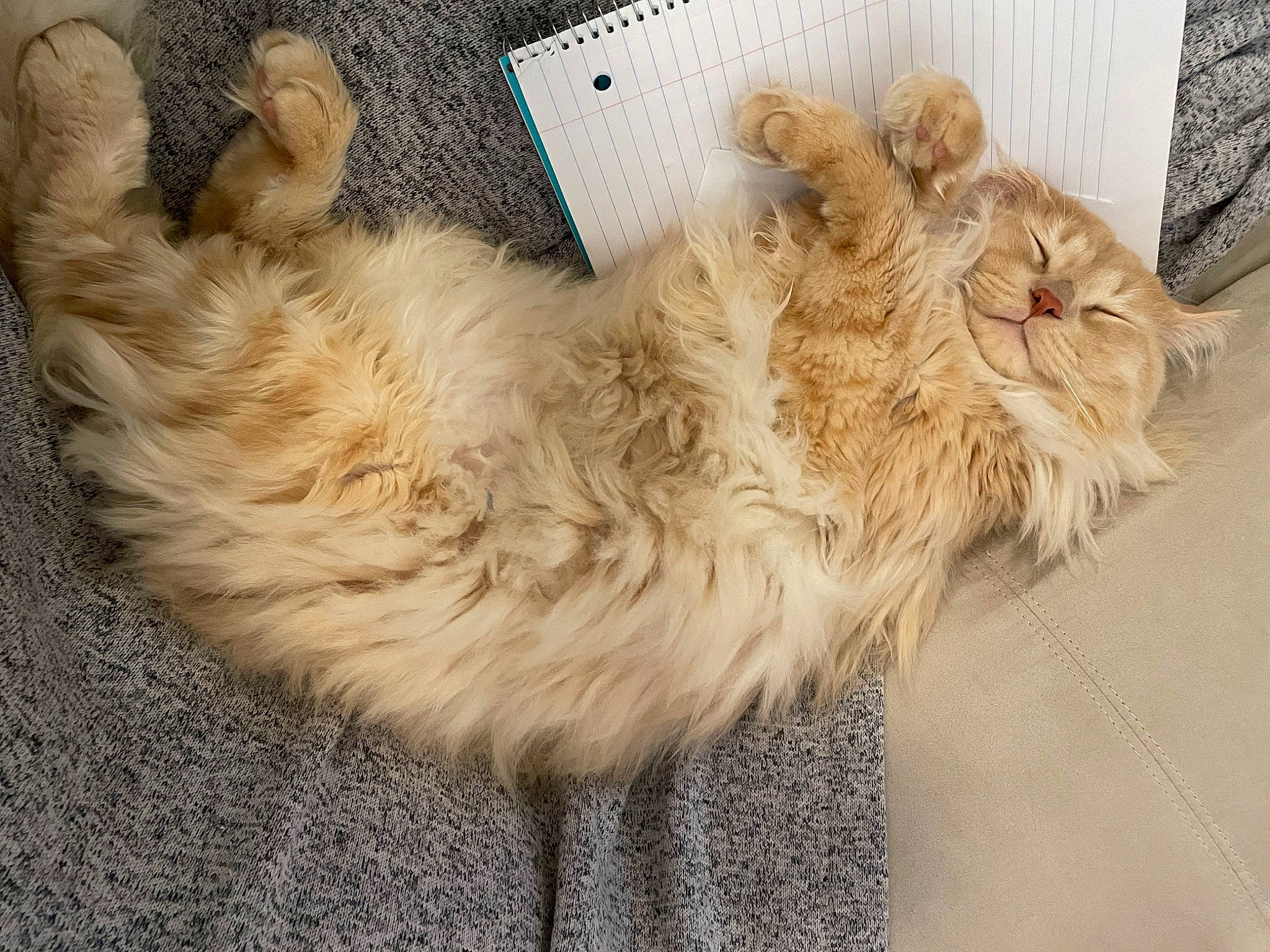 Tonks joined the competition — help win amazing prizes! canidae, carnivore, cat, claw, companion_dog, dog_breed, fawn, felidae, fur, paw, small_to_medium_sized_cats, snout, tail, terrestrial_animal, whiskers