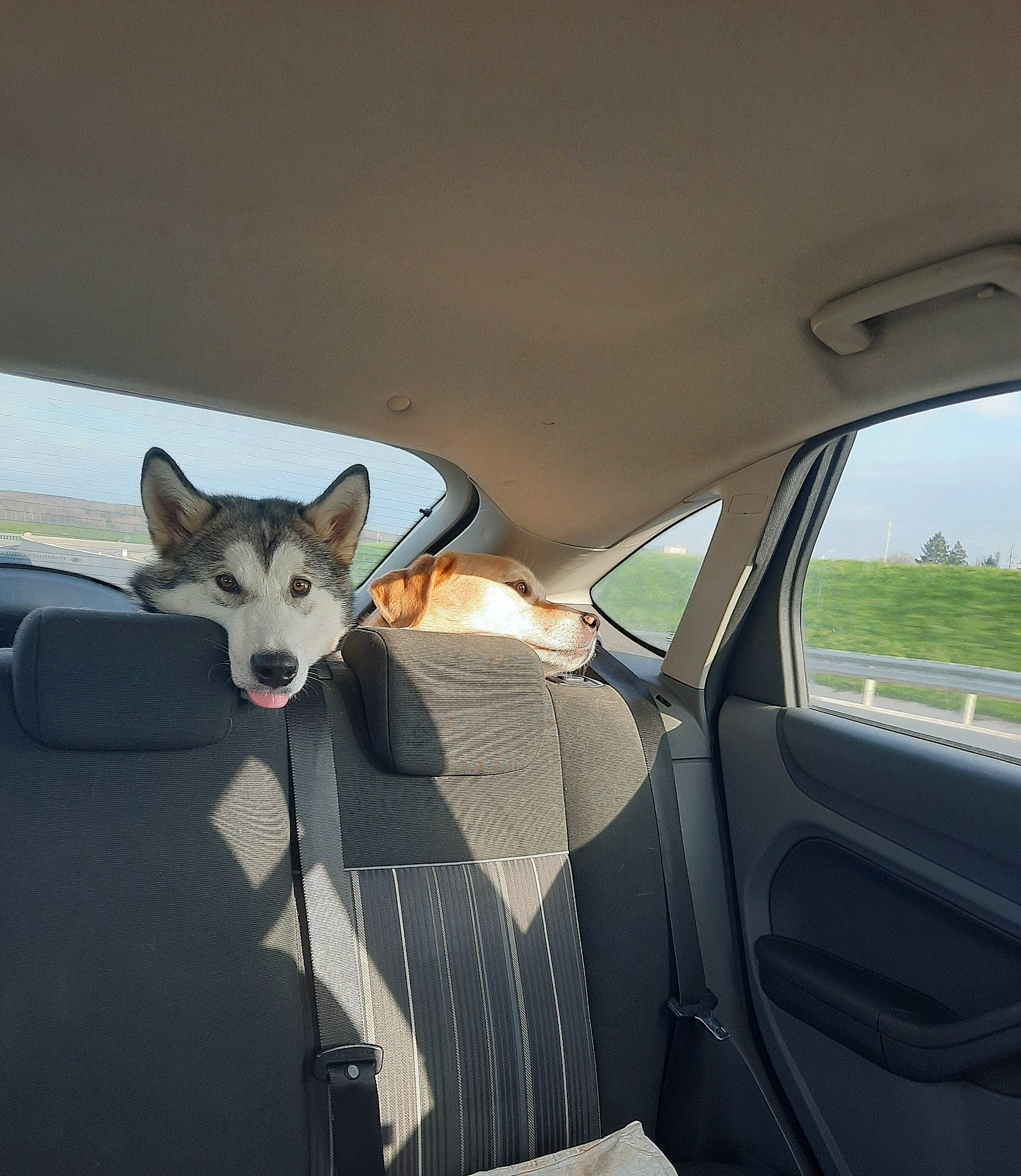 Twixy a rejoint le concours — aidez-le/la à gagner de superbes lots ! auto_part, automotive_design, automotive_exterior, automotive_mirror, car, carnivore, dog, dog_breed, fawn, hood, motor_vehicle, personal_luxury_car, rim, snout, steering_wheel, tints_and_shades, vehicle, vehicle_door, window, windshield