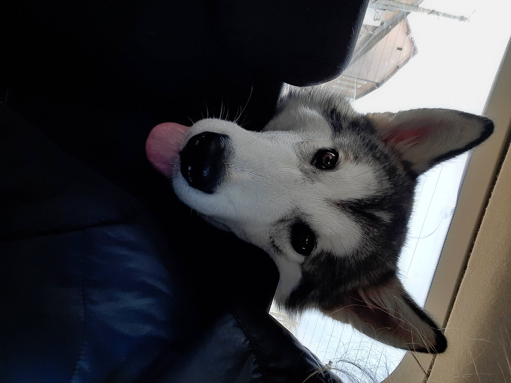 Twixy participe au concours pour gagner de l'argent avec cette photo : canidae, carnivore, companion_dog, dog, dog_breed, ear, felidae, fur, non_sporting_group, paw, small_to_medium_sized_cats, snout, sporting_group, whiskers