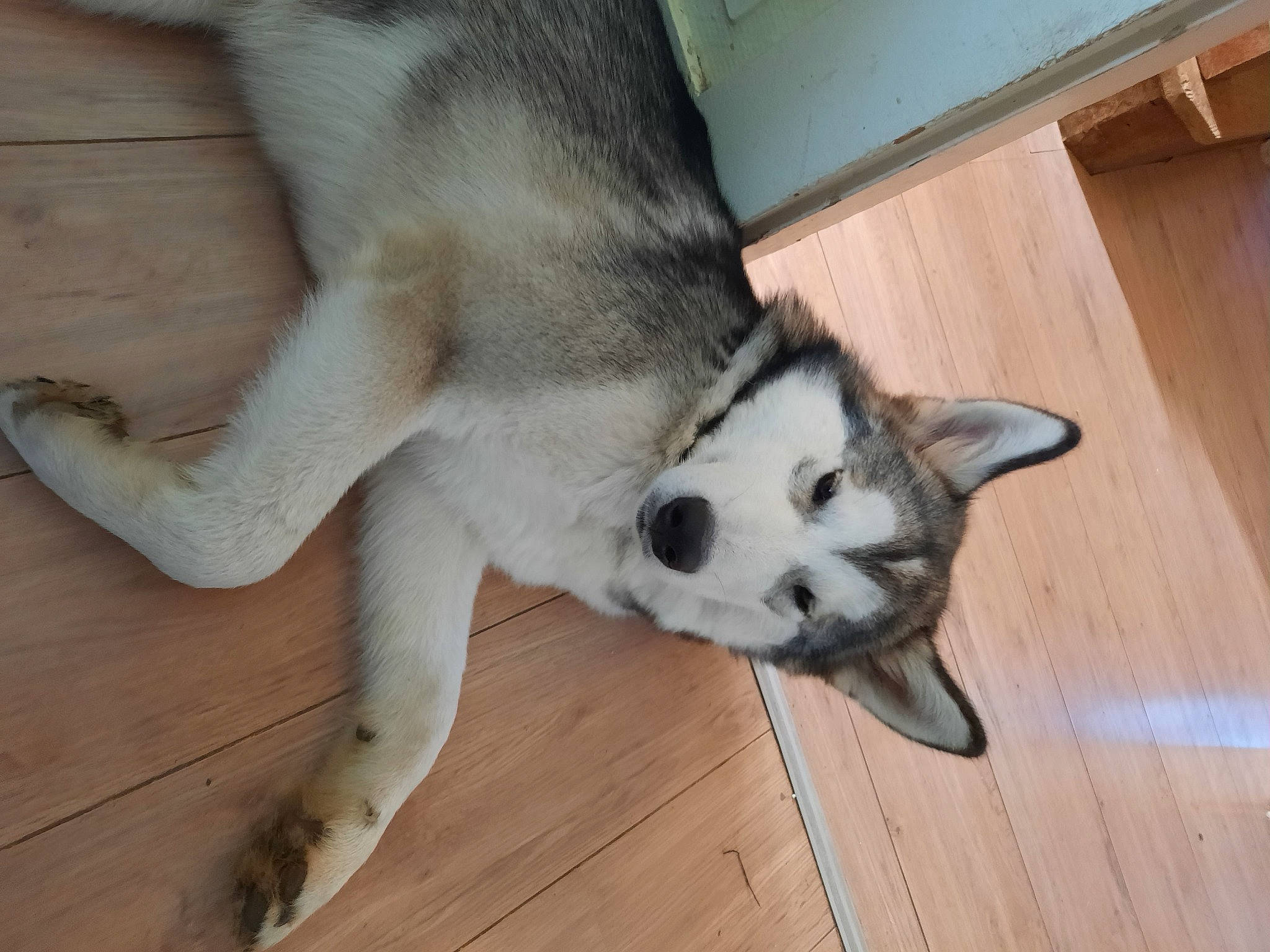 Twixy a rejoint le concours — aidez-le/la à gagner de superbes lots ! canidae, canis, carnivore, companion_dog, dog, dog_breed, felidae, flooring, foot, fur, hardwood, siberian_husky, small_to_medium_sized_cats, snout, sporting_group, tail, terrestrial_animal, whiskers, wood, wood_stain