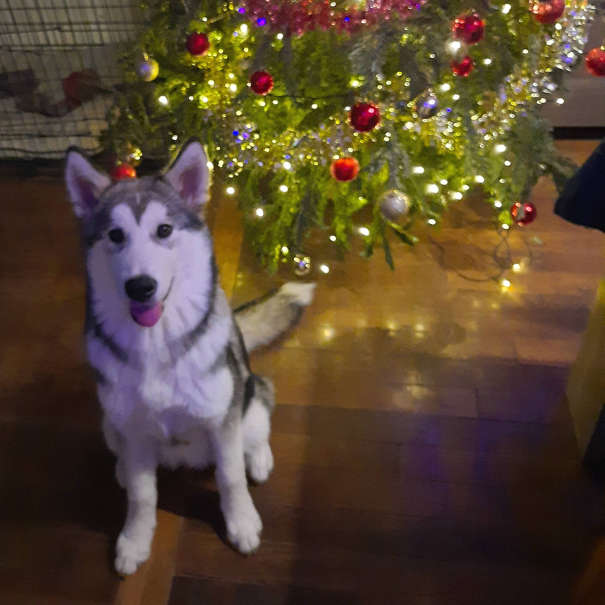 Twixy participe au concours pour gagner de l'argent avec cette photo : canidae, carnivore, christmas, christmas_ornament, christmas_tree, companion_dog, conifer, dog, dog_breed, event, evergreen, fawn, fur, holiday, ornament, plant, sled_dog, sporting_group, tail, tree