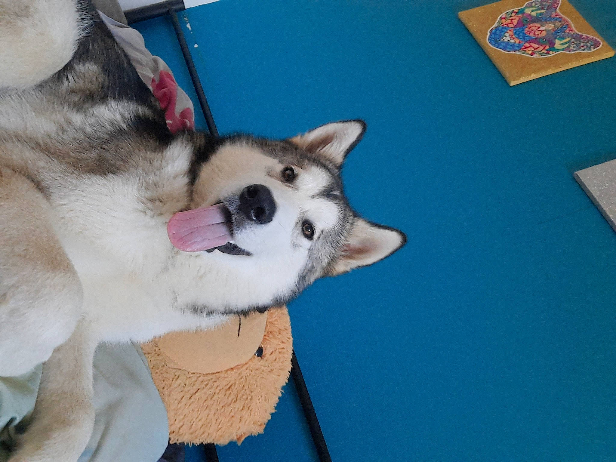 Twixy a rejoint le concours — aidez-le/la à gagner de superbes lots ! ancient_dog_breeds, canidae, canis, carnivore, collar, companion_dog, dog, dog_breed, dog_collar, fur, leash, logo, non_sporting_group, paw, pet_supply, siberian_husky, sled_dog, whiskers, wolf, working_dog