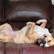 Yadi is registered to the contest to win money with this photo: dog, canine, pet, leather_couch, indoor, relaxed, lying_down, belly_up, brown, white, collar, paw, comfort, furniture, domestic_animal, resting, cute, animal, mammal, companion