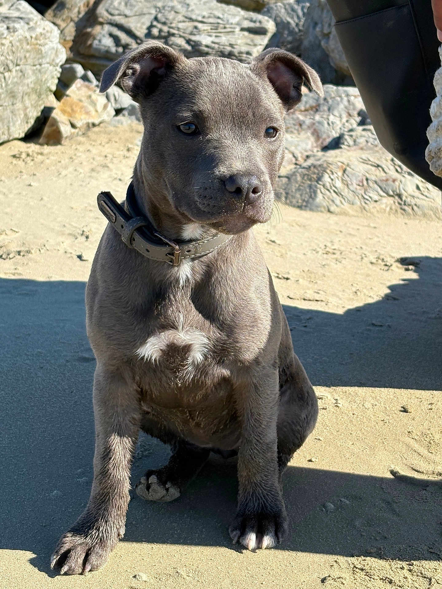 Alma a rejoint le concours — aidez-le/la à gagner de superbes lots ! puppy, dog, gray_fur, white_patch, collar, beach, sand, rocks, outdoor, sunlight, pet, animal, cute, sitting, young_dog, canine, nature, daylight, portrait, curious