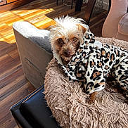 Cookie joined the competition — help win amazing prizes! accessorized, blanket, brown_eyes, cozy, cute, dog, fur_texture, furniture, hardwood_floor, indoor, leopard_print, living_room, looking_at_camera, pet_bed, portrait, relaxed, scruffy_fur, small_dog, sofa, sunlight