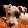 Vanille participe au concours pour gagner de l'argent avec cette photo : animal, black_nose, black_patch, blanket, brown_patch, close_up, cute, dark_background, dog, ears, fur, indoor, lying_down, orange_blanket, pet, puppy, resting, snout, soft_texture, white_fur