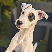 Vanille a rejoint le concours — aidez-le/la à gagner de superbes lots ! dog, white_dog, small_dog, pet, portrait, close_up, outdoor, garden, bokeh, shallow_depth_of_field, curious, ears, nose, eyes, paws, sitting, sofa, sunlight, whiskers, black_spot_around_eye