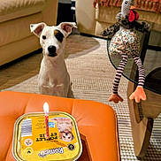 Vanille participe au concours pour gagner de l'argent avec cette photo : animal, birthday_candle, black_patch, carpet, celebration, cozy, curious, cute, dog, dog_food, glass_table, indoor, living_room, orange_ottoman, pet, plush_toy, sofa, toy, waiting, white_dog