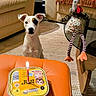 animal, birthday_candle, black_patch, carpet, celebration, cozy, curious, cute, dog, dog_food, glass_table, indoor, living_room, orange_ottoman, pet, plush_toy, sofa, toy, waiting, white_dog