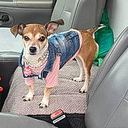 Nena joined the competition — help win amazing prizes! alert, animal, car_interior, car_seat, clothing, cute, denim_vest, dog, ears, fur, indoors, necklace, pet, pet_tag, pink_shirt, seat_cover, small_dog, standing, tail, vehicle