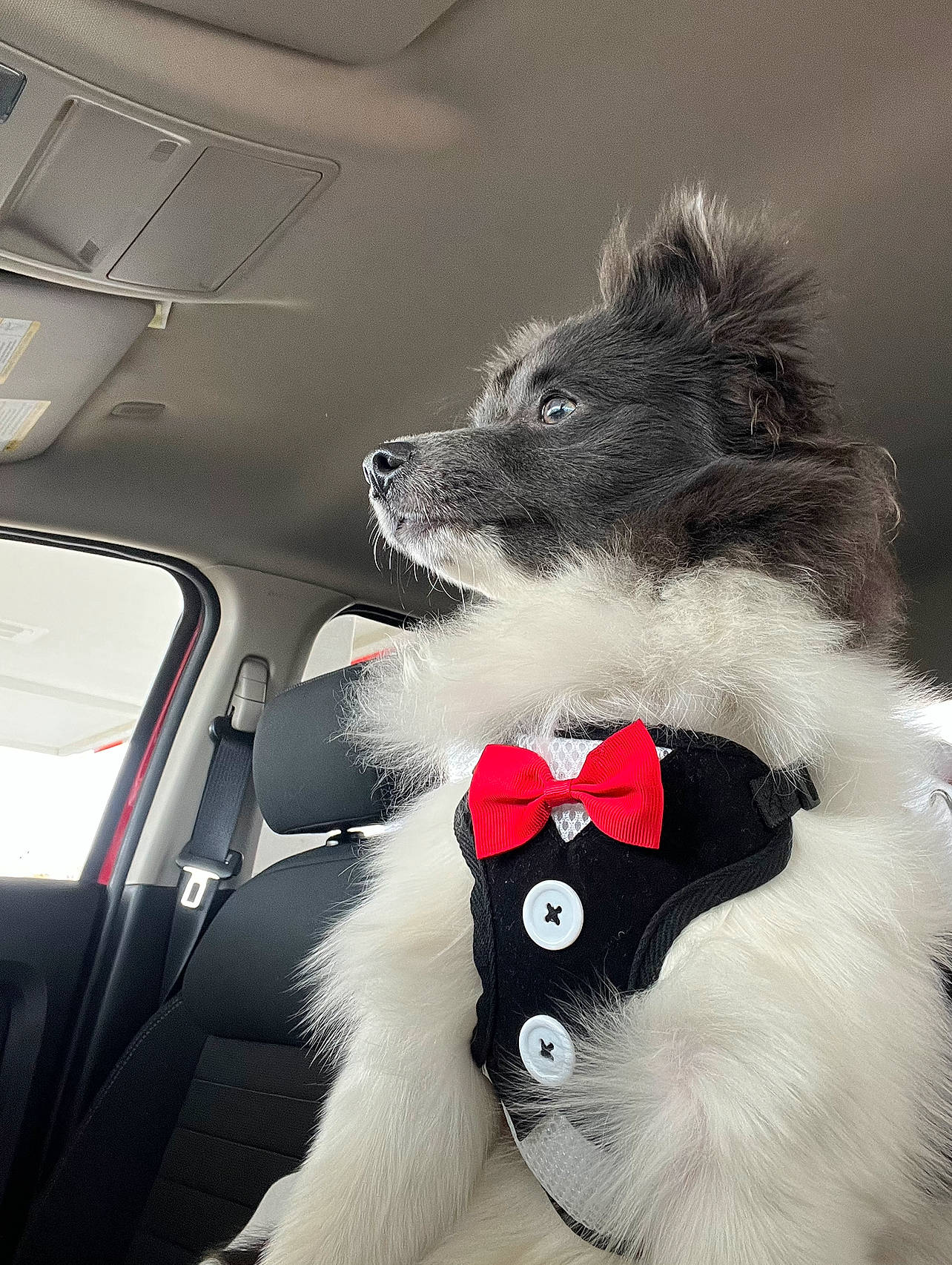 Tuxedo is registered to the contest to win money with this photo: auto_part, automotive_design, automotive_exterior, canidae, car, carnivore, collar, companion_dog, dog, dog_breed, felidae, fur, hood, snout, sporting_group, whiskers, white, window, windshield, working_animal