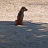 dog, animal, outdoor, yard, sunlight, shadow, fence, brown, pet, sitting, quiet, nature, calm, ground, daytime, lonely, canine, backdrop, sunny, stillness
