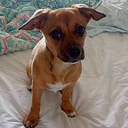 Peanut joined the competition — help win amazing prizes! dog, puppy, brown_dog, bed, blanket, indoor, pet, cute, animal, small_dog, fur, looking_up, ears, white_bedspread, cozy, companion, domestic_animal, adorable, front_paws, resting