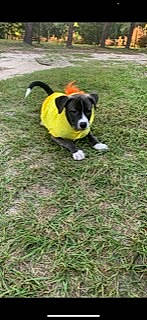 Guppy is registered to the contest to win money with this photo: ball, boston_terrier, carnivore, collar, companion_dog, dog, dog_breed, dog_supply, dog_toy, fawn, flooring, grass, lawn, plant, sports_equipment, sports_toy, tail, tennis_ball, toy, working_animal