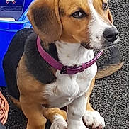 Yallah participe au concours pour gagner de l'argent avec cette photo : beagle, puppy, dog, collar, purple_collar, sitting, outdoor, recycling_bin, blue_bin, fur, paw, nose, ears, pet, animal, cute, young_dog, ground, expression, side_view