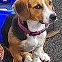 beagle, puppy, dog, collar, purple_collar, sitting, outdoor, recycling_bin, blue_bin, fur, paw, nose, ears, pet, animal, cute, young_dog, ground, expression, side_view