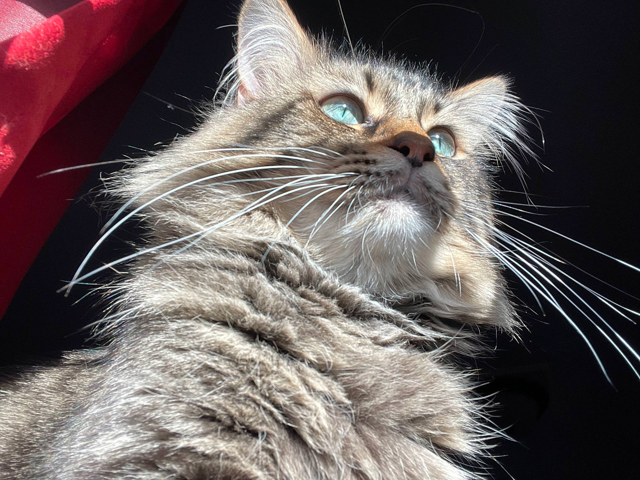 Toby Josh joined the competition — help win amazing prizes! carnivore, cat, claw, close_up, darkness, domestic_short_haired_cat, event, felidae, fur, laperm, macro_photography, paw, small_to_medium_sized_cats, snout, tail, terrestrial_animal, whiskers