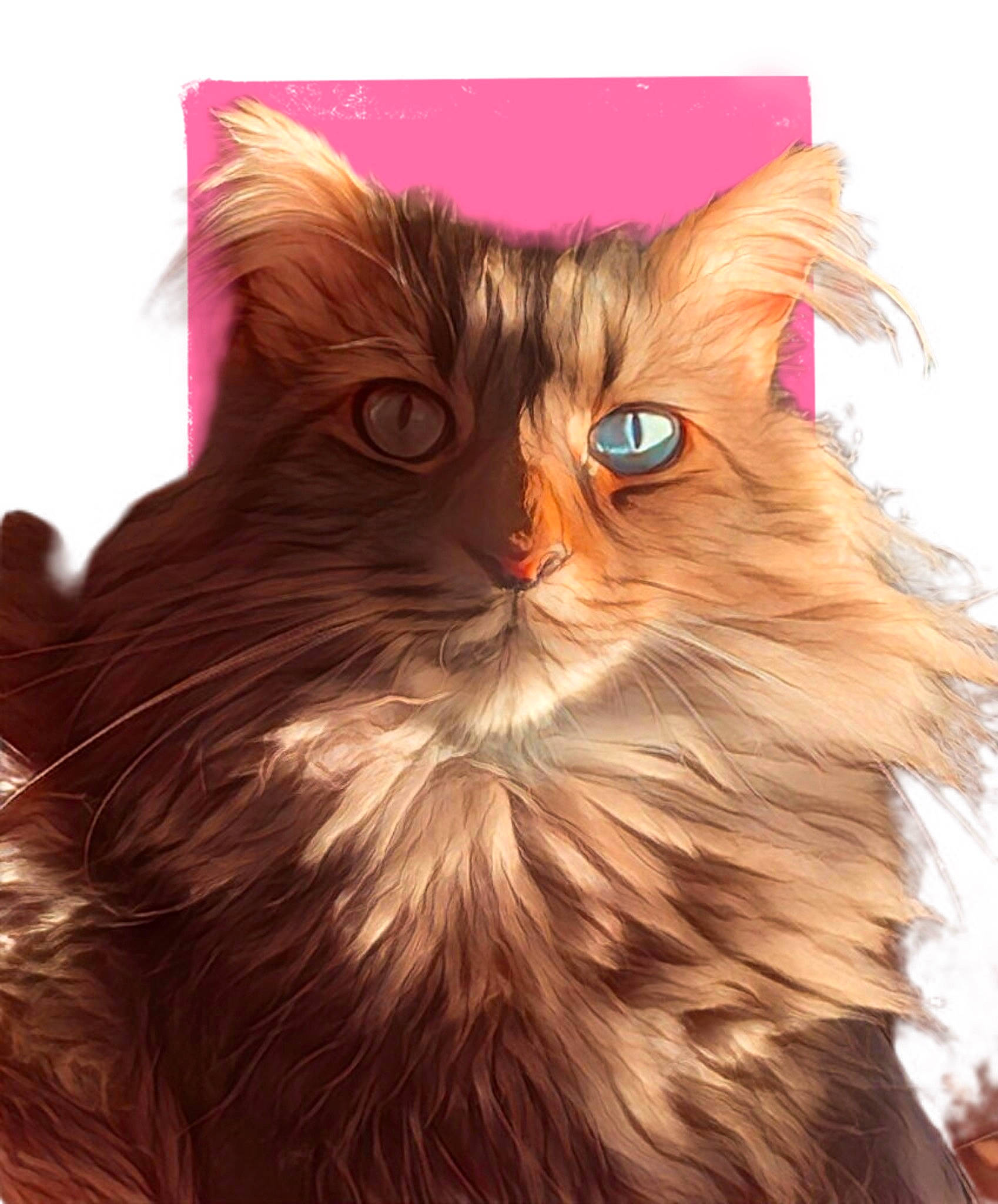 Toby Josh joined the competition — help win amazing prizes! art, british_longhair, carnivore, cat, fawn, felidae, fur, liver, magenta, maine_coon, peach, small_to_medium_sized_cats, snout, terrestrial_animal, whiskers, wood