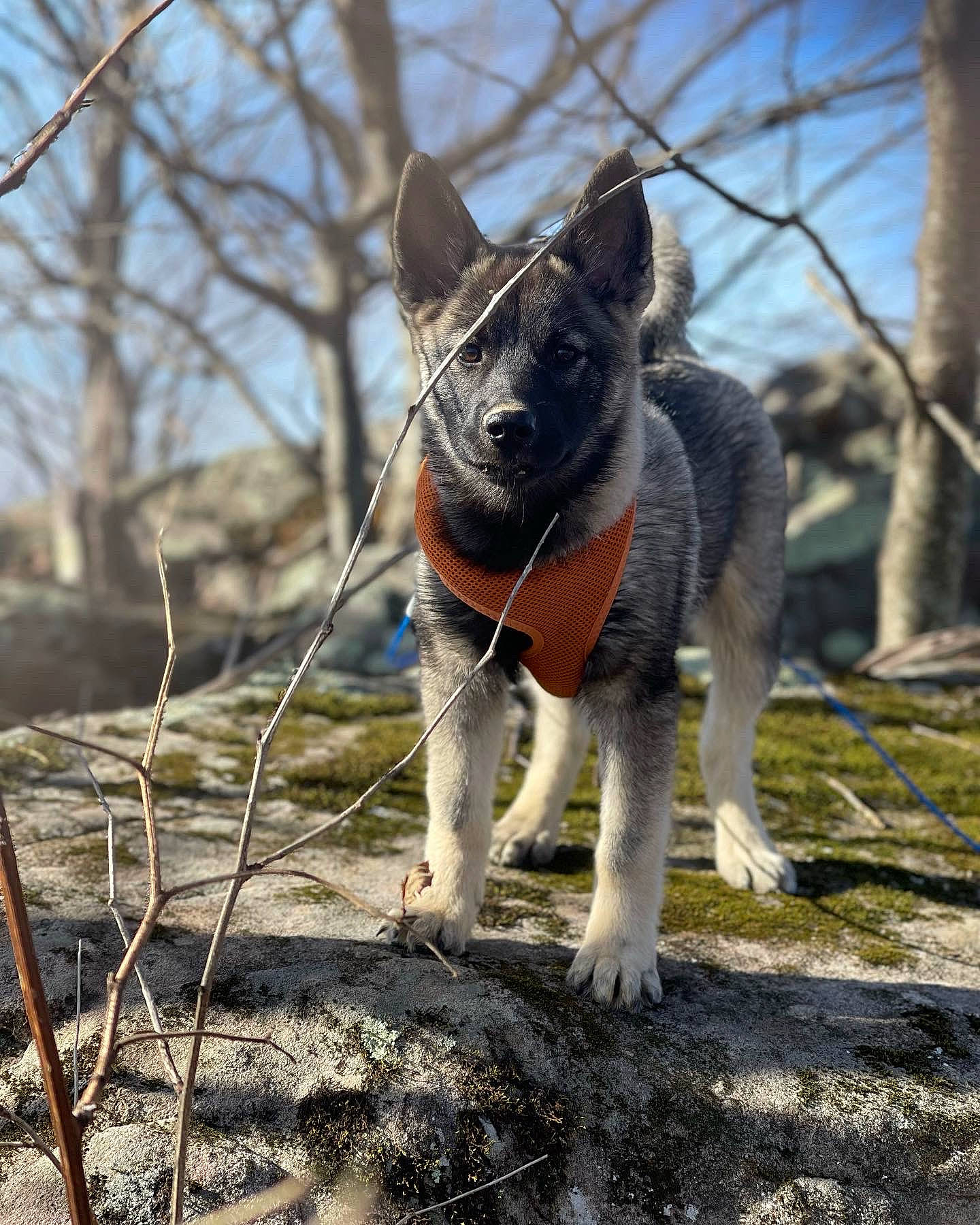 Otis is registered to the contest to win money with this photo: carnivore, collar, companion_dog, dog, dog_breed, electric_blue, fawn, grass, grey, plant, sky, snout, tail, terrestrial_animal, tree, trunk, twig, whiskers, wood, working_animal