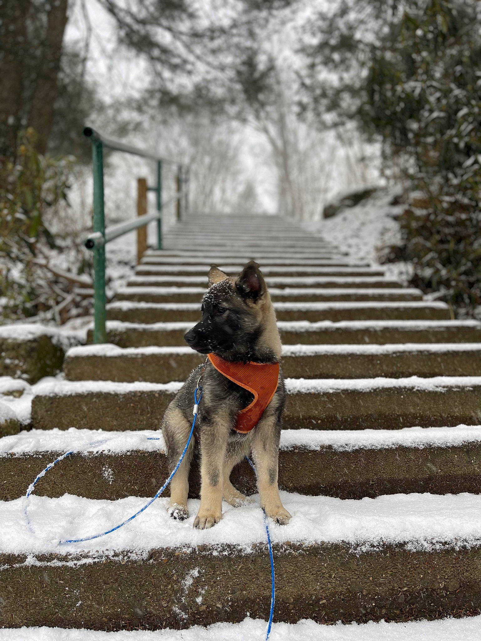 Otis joined the competition — help win amazing prizes! canidae, carnivore, companion_dog, dog, dog_breed, dog_supply, fawn, freezing, pet_supply, plant, precipitation, recreation, snout, snow, sporting_group, stairs, tail, tree, winter, wood