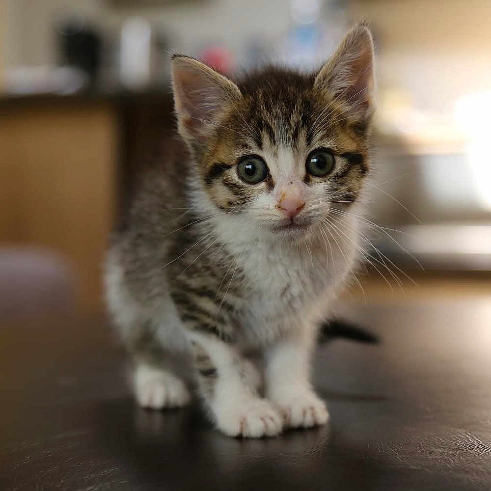 Tora
