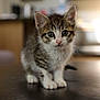 kitten, cat, tabby, fur, whiskers, indoor, curious, small, cute, animal, pet, young, mammal, domestic, eyes, face, paws, blurred_background, soft_light, standing