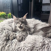 Buck Wheat is registered to the contest to win money with this photo: cat, fluffy, grey_cat, pet, indoor, feline, soft_bed, shaggy, cozy, animal, paw, whiskers, ears, mouth_open, relaxed, window, plants, home, resting, fur