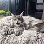 animal, cat, cozy, ears, feline, fluffy, fur, grey_cat, home, indoor, mouth_open, paw, pet, plants, relaxed, resting, shaggy, soft_bed, whiskers, window