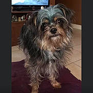 Scout is registered to the contest to win money with this photo: animal, black, blanket, brown, canine, companion, curious, cute, dog, floor_tiles, fur, furry, household, indoor, living_room, looking, pet, small_dog, standing, tan