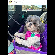 Noodles joined the competition — help win amazing prizes! accessories, affenpinscher, animal, bag, belt, canine, car, cushion, dog, handbag, homedecor, leash, person, pet, poodle, puppy, purse, terrier, transportation, vehicle