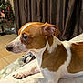 dog, brown_and_white, small_dog, indoor, bed, resting, curtain, christmas_tree, ornaments, tile_floor, pet, animal, mammal, lying_down, side_view, alert, domestic, cute, focus, companion