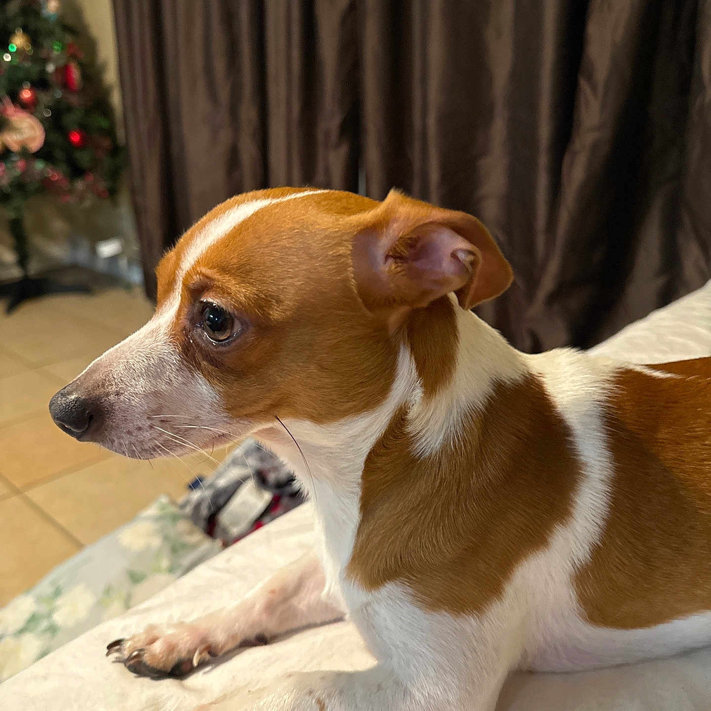 Cooper is registered to the contest to win money with this photo: alert, animal, bed, brown_and_white, christmas_tree, companion, curtain, cute, dog, domestic, focus, indoor, lying_down, mammal, ornaments, pet, resting, side_view, small_dog, tile_floor