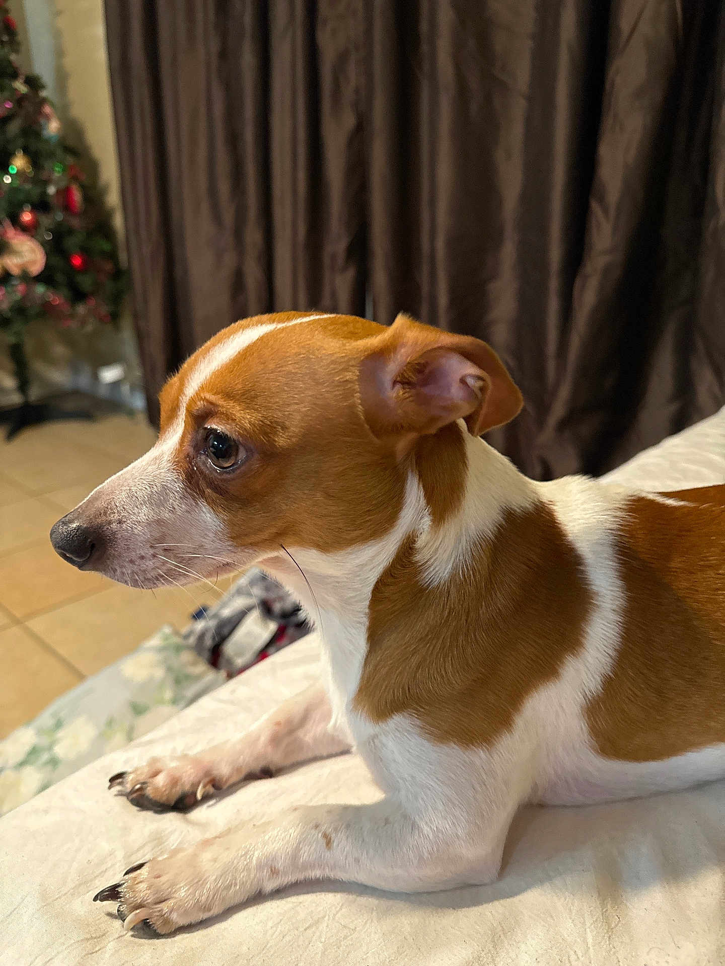 Cooper is registered to the contest to win money with this photo: dog, brown_and_white, small_dog, indoor, bed, resting, curtain, christmas_tree, ornaments, tile_floor, pet, animal, mammal, lying_down, side_view, alert, domestic, cute, focus, companion