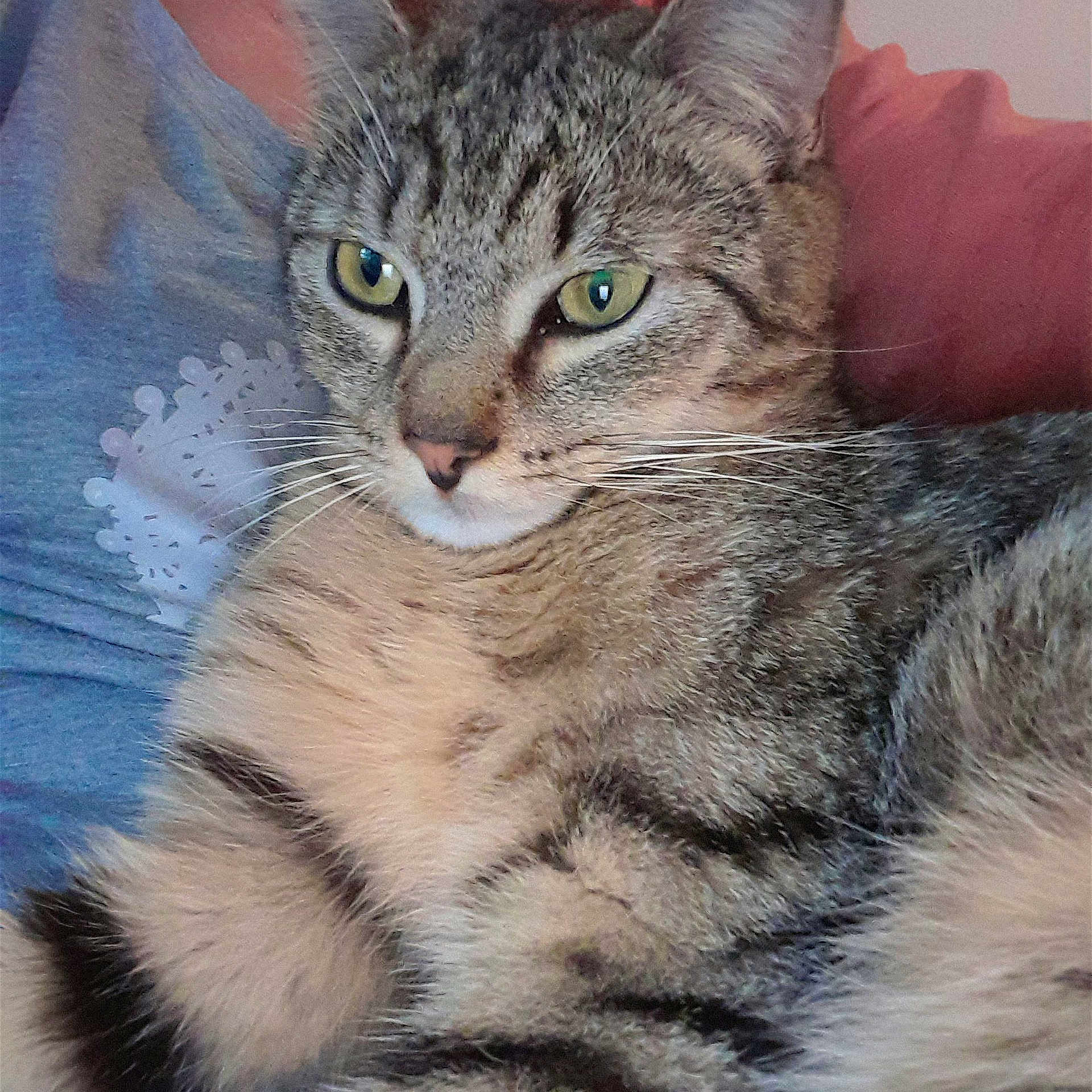 Noisette