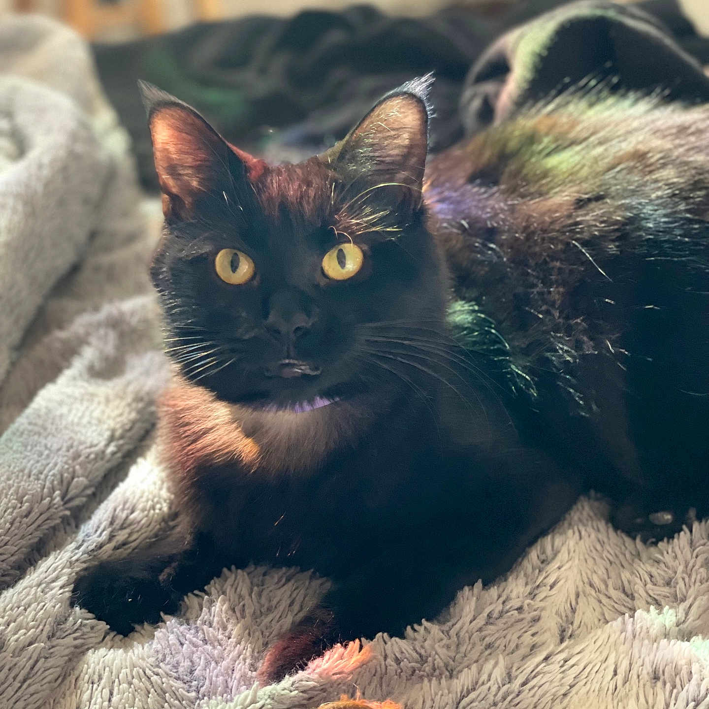 Salem joined the competition — help win amazing prizes! abyssinian, accessories, animal, bed, bedroom, blackcat, blanket, brasssection, cat, furniture, horn, indoors, jewelry, kitten, manx, musicalinstrument, pet, quilt, ring, towel