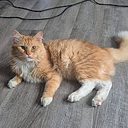Bootsy is registered to the contest to win money with this photo: animal, cables, cat, feline, fluffy, green_eyes, home, indoors, longhaired, lying_down, orange_cat, pet, pink_nose, portrait, relaxed, striped_fur, tail, whiskers, white_paws, wooden_floor